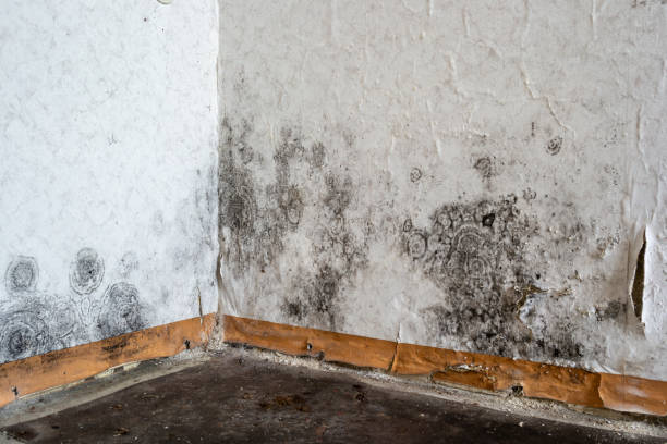 Best Black Mold Removal  in USA